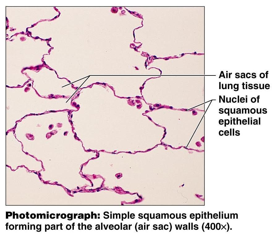 Description Epithelial Tissue Simple Squamous Single layer of thin, flat, irregularly shaped cells with disc-shaped central nuclei Most delicate Functions Allows passage of materials by diffusion &