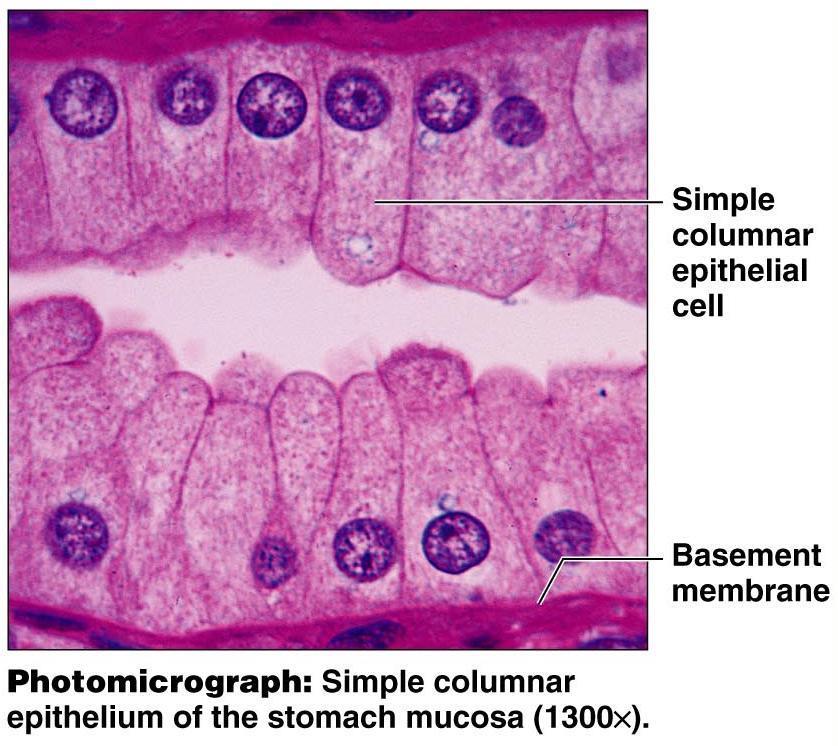 Description Epithelial Tissue Simple Columnar Single layer of tall cells with round to oval nuclei.