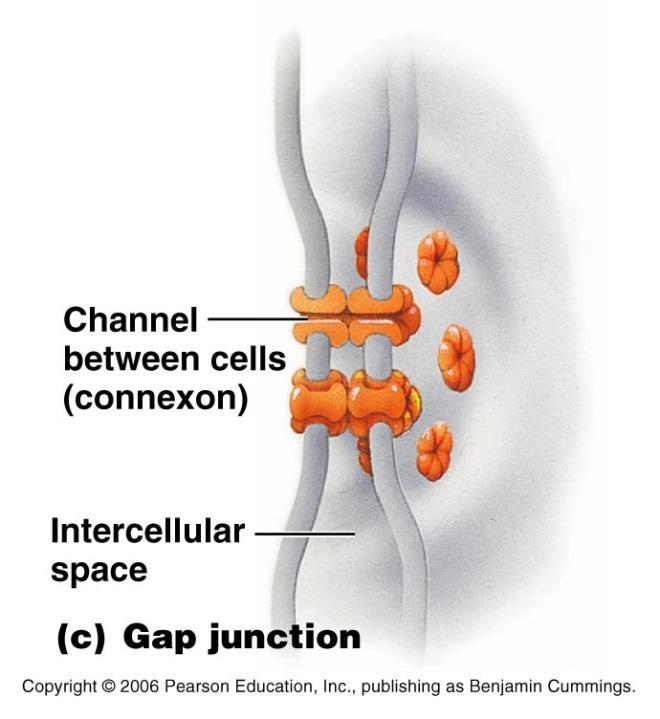 Special Characteristics Gap Junction Forms a narrow passageway between two cells that allows molecules or ions to move
