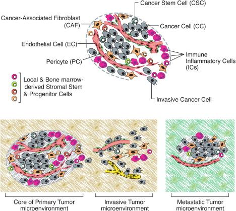 The Tumor Microenvironment is