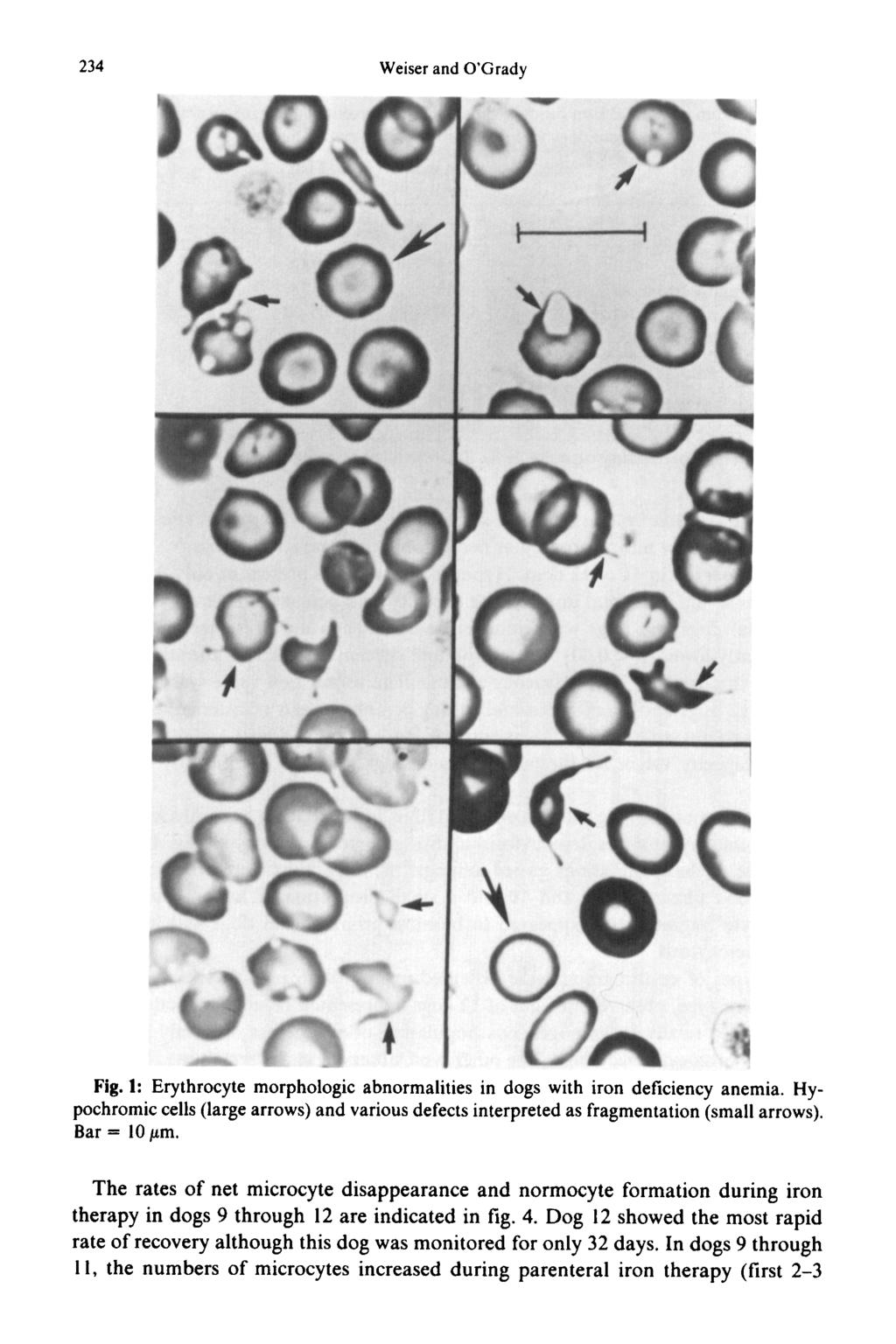 234 Weiser and O'Grady Fig. I: Erythrocyte morphologic abnormalities in dogs with iron deficiency anemia.