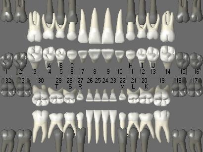 1.2. Permanent Dentition Below is the graphic diagram for the permanent dentition.