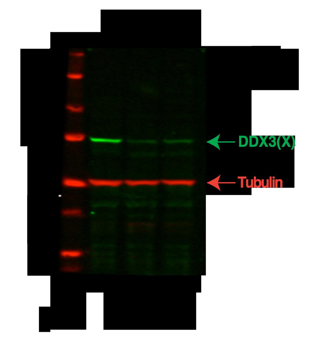 Figure 4: Western Blot Analysis of depletion level of the target RNA binding protein in control and knockdown cells. Lane 1: Molecular weight marker.