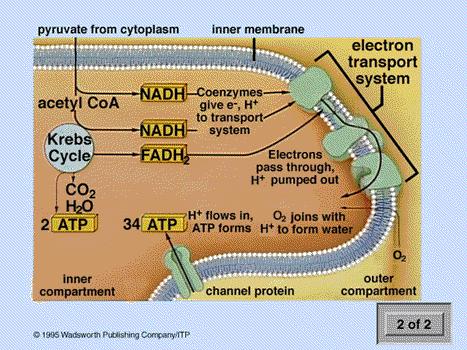 Inputs Outputs (per glucose) Pyruvate 4 CO 2 NAD +, FAD + 6 NADH, 2 FADH 2 ADP 2 ATP O 2 19 20 Electron Transfer System