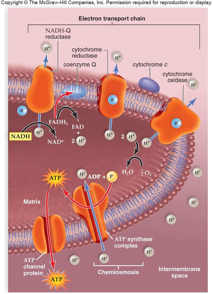 Electron Transport Chain in Mitochondria 25 26 Rotenone