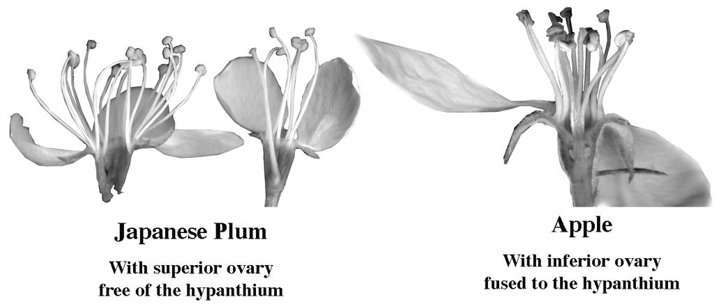 In pomes the sepal, petal and stamen tissues have become fused to the ovary resulting in an inferior ovary.