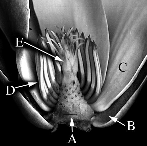 Based on your observations of the structure of the flower, does Magnolia limit access to any potential pollinator? Label the figure A = B = C = D = E = The Cherry Flower (Prunus).