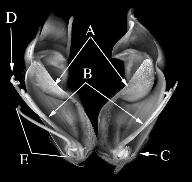 Snapdragon flower - Second Dissection This time slice the flower in two using a sharp razor blade exactly along the plane of symmetry. Label the diagram below.