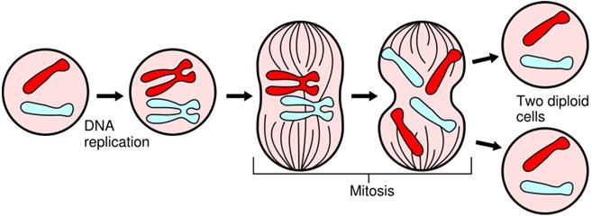 Major Events in Mitosis Mitosis in Onion Root Tip Types