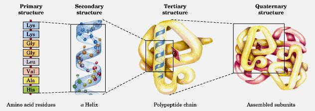 4 levels of protein structure Primary: the linear sequence of amino acids Secondary: the local organization of parts of a polypeptide chain (α-helix, β-sheet) Tertiary: