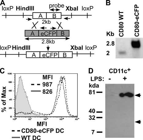 4854 DYNAMICS OF CD80 IN THE T CELL-DC SYNAPSE excess T cells that failed to conjugate with the CHO cells.