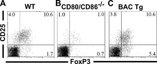 4855 FIGURE 2. Characterization of CD80-eCFP spatial localization in CD11c splenic DC. A, CD80-eCFP from BAC Tg CD80/CD86 / colocalized with CD80 WT in the T cell-dc IS.