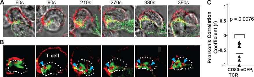 A, Transmitted light images of T cell-dc conjugate. The fluorescence intensities of these images were enhanced to delineate the physical location of the T cell and DC.