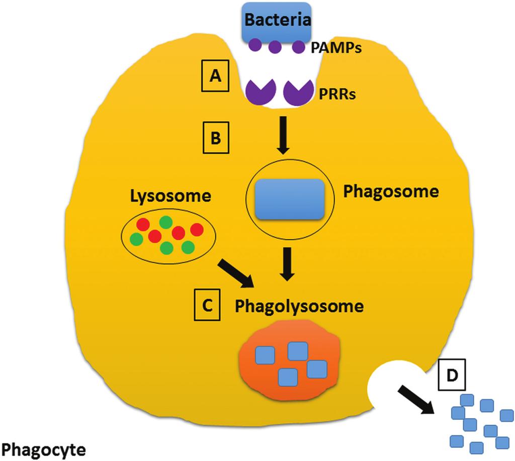 Fundamentals of Immunity 3 Figure 1 1. The process of phagocytosis. A. PAMPs on the surface of bacteria are recognized by PRRs on the surface of phagocytes. B.