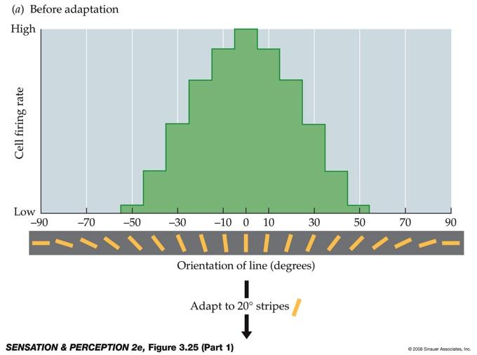 Effects of adaptation on population response and perception Before