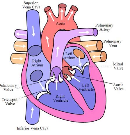 Briefly, a Review of Mitral Valve Disease Heart valves in the human body perform the critical task of maintaining unidirectional blood flow, opening and closing to allow blood to flow depending on