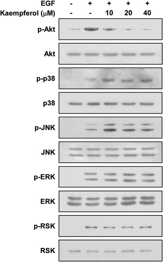 antitumor agents. Initially, we examined the inhibitory activities of KF on EGF-induced neoplastic JB6 Pþ cell transformation.