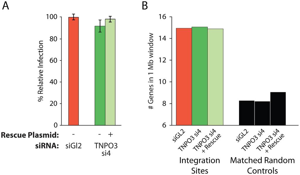 integration sites increased from 11 (in the presence of TNPO3 si4 and an empty vector) to 14 when Transportin-3 expression was rescued (p,0.01, Figure 3c).