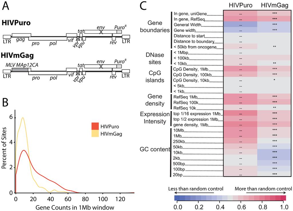 Figure 7. A chimeric derivative of HIV containing MLV gag (HIVmGag) shows reduced integration frequency in gene dense regions.