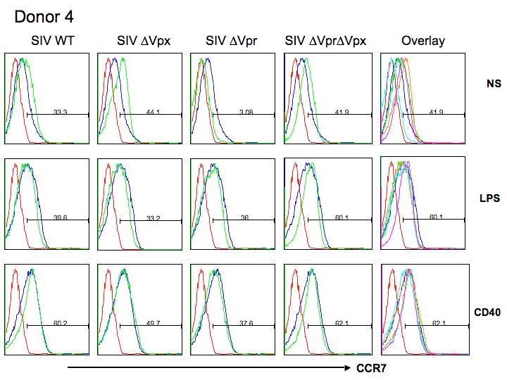 Figure 15. Representative Donor for CCR7 Surface Maker Expression Six donors were exposed to each virus type, either SIV WT, SIV PBj Vpr, SIV PBj Vpx, or SIV PBj Vpr Vpx.