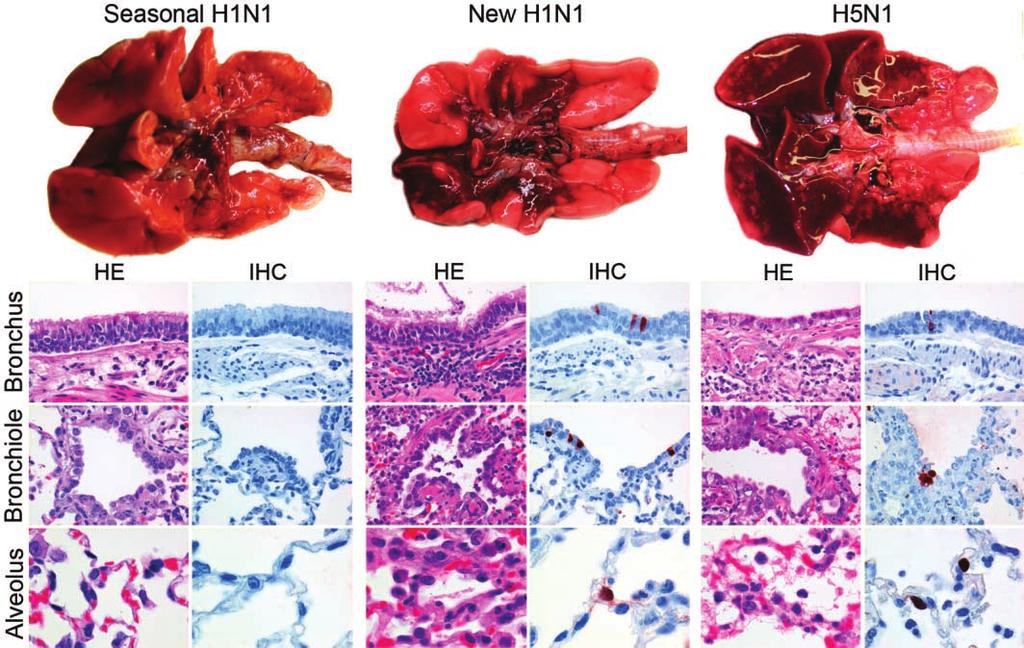Figure 3. Macroscopy, histopathology, and immunohistochemistry in the lungs of ferrets inoculated with different influenza viruses.