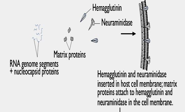 Block Neuraminidase