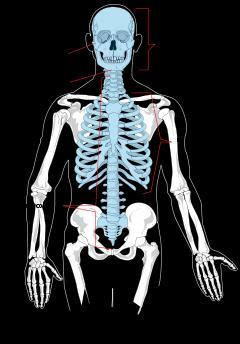 Two Major Skeletal System Parts Axial Skeleton: The axial skeleton includes the skull, spine, ribs and sternum.