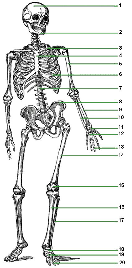 Classification of Bones 4 Basic Bone shapes Long bones - located primarily in the arms and legs -femur (thigh bone) & humerus (upper arm bone) Short bones - small bones are located in the wrists