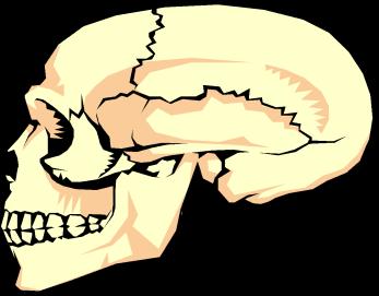 Bones of the Skull/face (cont.