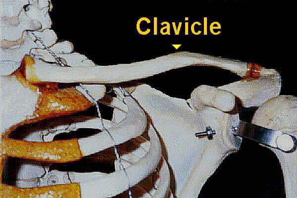 Clavicle or Collarbone The clavicle, or collar bone, holds the shoulder joint