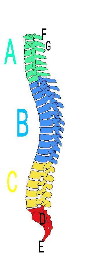 Vertebral Column or Spinal Cord 1) The cervical region (neck bones) 2) The