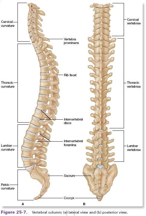 Bones of the Spinal Column Spinal column 7 Cervical vertebrae