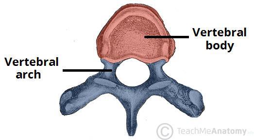 The vertebral body is the anterior part of the vertebrae. It is the weightbearing component, and its size increases as the vertebral column descends (having to support increasing amounts of weight).