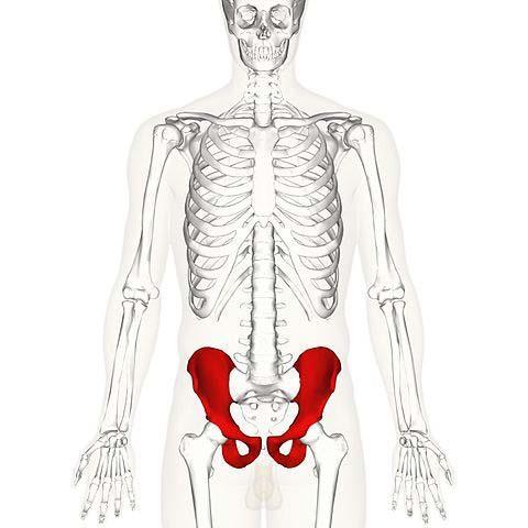 The two symmetrical hip bones (also known as the innominate bones, or pelvic bones) are part of the pelvic girdle, the bony structure that attaches the axial skeleton to the lower limbs