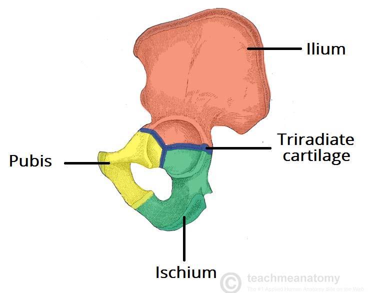 Composition of the Hip Bone The hip bone is made up of the three parts the ilium, pubis and ischium. Prior to puberty, the triradiate cartilage separates these constituents.