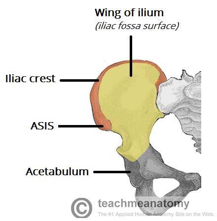 The Ilium The superior part of the hip bone is formed by the ilium, the widest and largest of the three parts. The body of the ilium forms the superior part of the acetabulum.