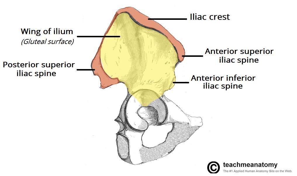 The inner surface is concave, and known as the iliac fossa, providing origin to the iliacus muscle. The external surface is convex, and provides attachments to the gluteal muscles.