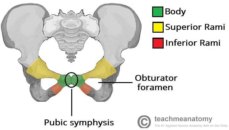The Pubis The pubis is the most anterior portion of the hip bone. It consists of a body and superior and inferior rami (branches).