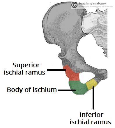 The Ischium The posterioinferior part of the hip bone is formed by the ischium. Much like the pubis, it is composed of a body, an inferior and a superior ramus.