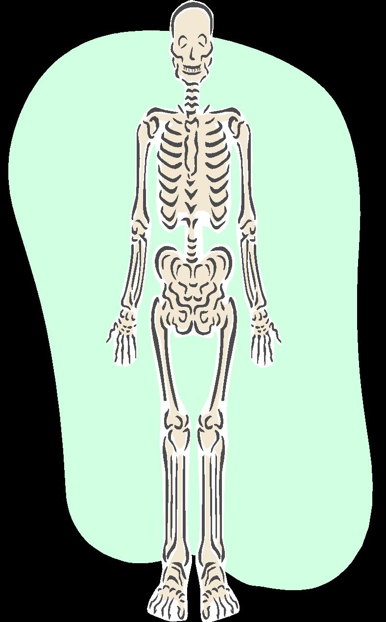 2. Functions of the Skeletal