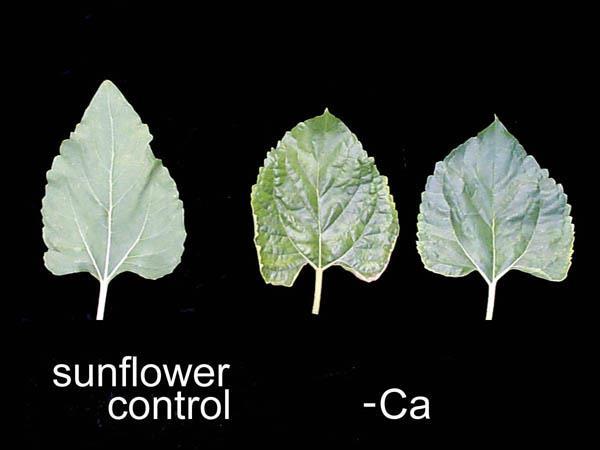 Calcium Improves plant vigor Influences intake and
