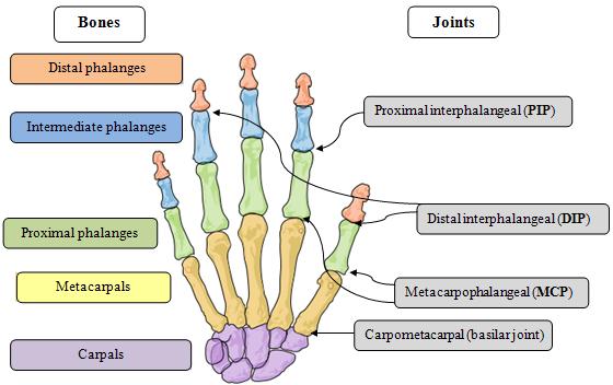 Fig. 3. Biomechanical model of the human hand illustrating bones & joints of interest.
