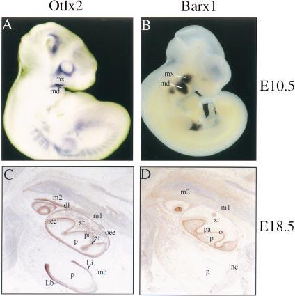 114 Mitsiadis et al. Fig. 1. Patterns of Otlx2/Rieg and Barx1 expression during embryonic tooth development. In situ hybridizations on whole-mount preparations of E10.