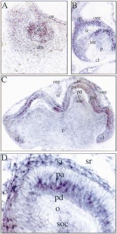 Transcription factors in odontogenesis 115 in the morphogenesis of the tooth germ and likely cross-regulate each other directly or through autocrine or paracrine loops.