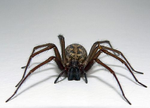 Cognitive psychopathology Cognitive dysfunction underlying mental disorders (I) Example 1: Specific phobia and cognitive biases Spider phobia & visual perception Participants provided spider size