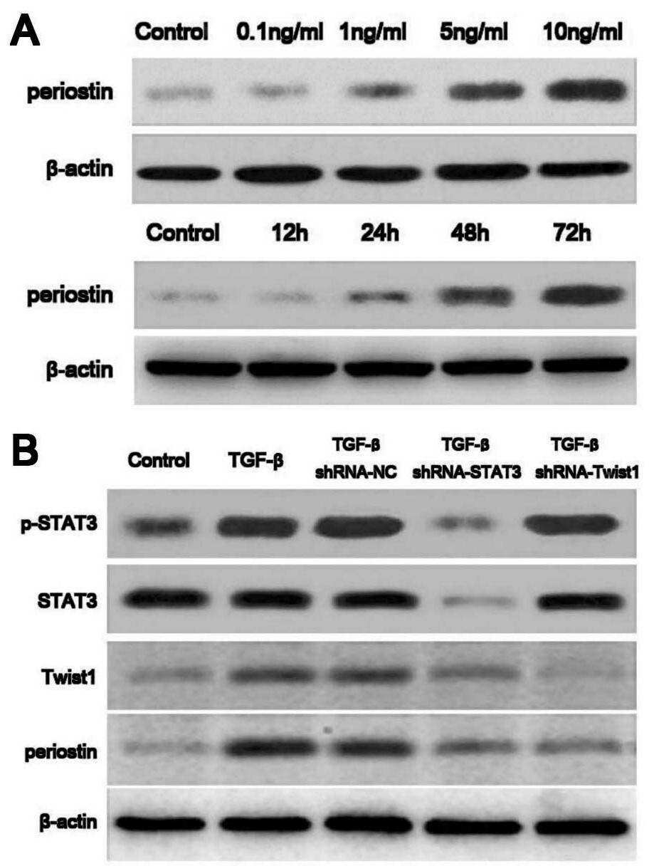 www.karger.com/cpb 805 Fig. 4. TGF-β inducing periostin expression and the effect of STAT3 and Twist1 on periostin expression.