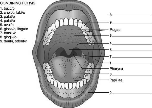 Oral Cavity Major parts of the oral cavity Copyright