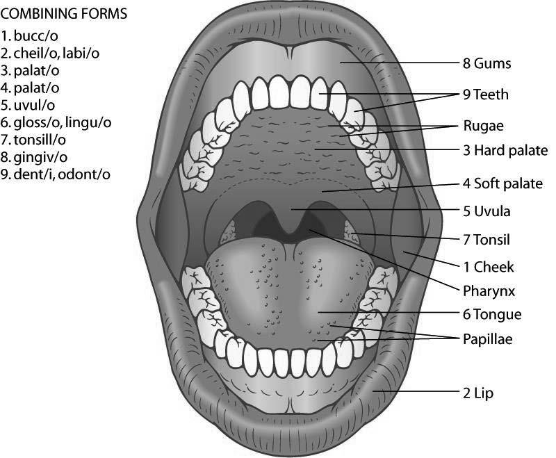Oral Cavity (cont d) Major parts of the oral cavity