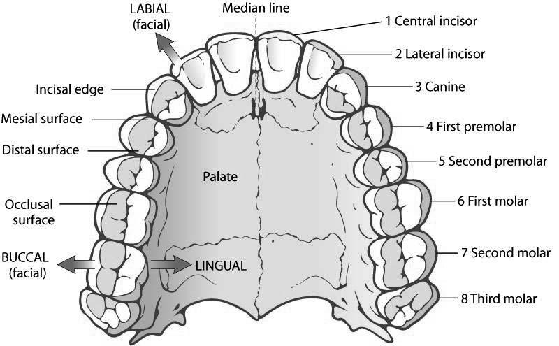Oral Cavity (cont d) Upper permanent teeth within the dental arch