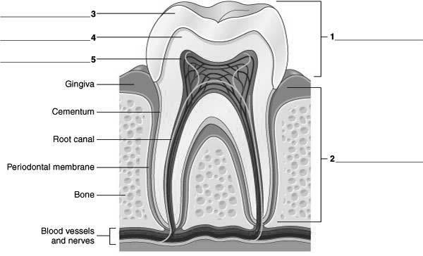 Oral Cavity (cont d) Anatomy of a tooth Copyright